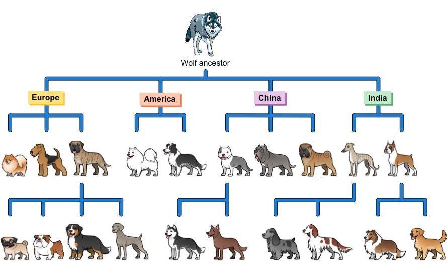 dog breeds