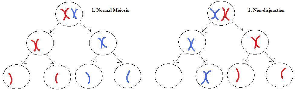 non-disjunction