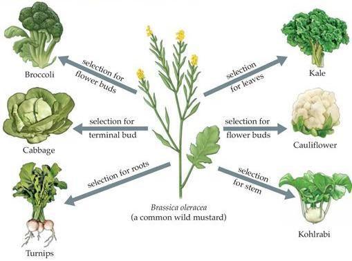 selective breeding in plants