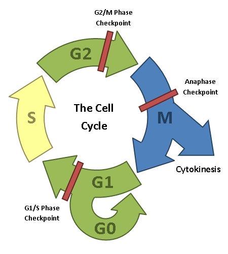 the cell cycle