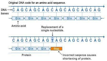 nonsense mutation